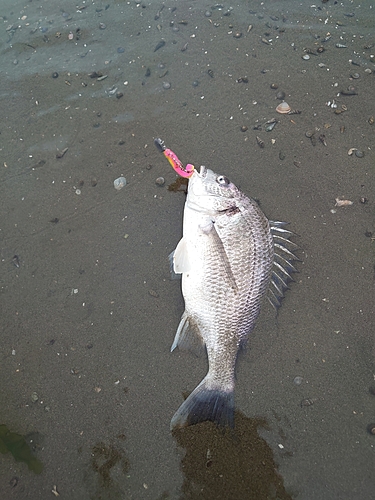 キビレの釣果