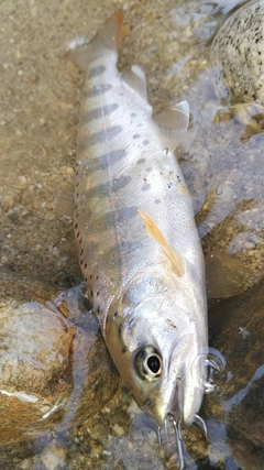 アマゴの釣果