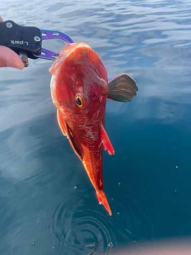 ホウボウの釣果