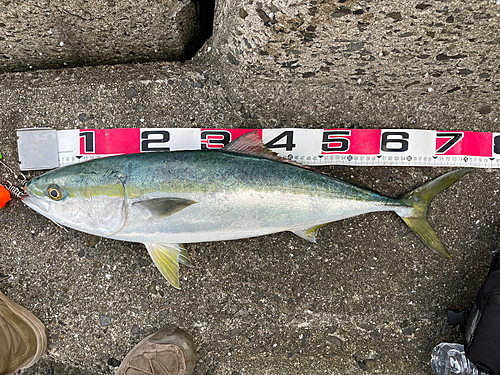 ハマチの釣果