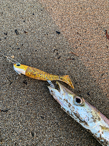 カマスの釣果