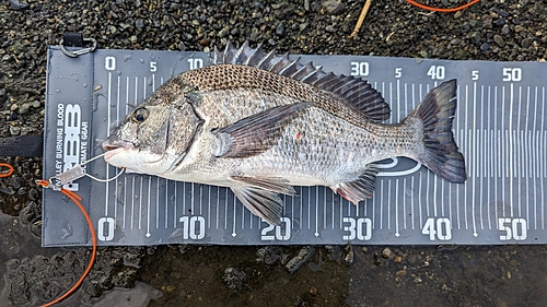 クロダイの釣果