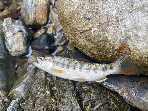 ヤマメの釣果