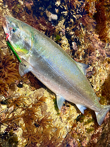 サクラマスの釣果