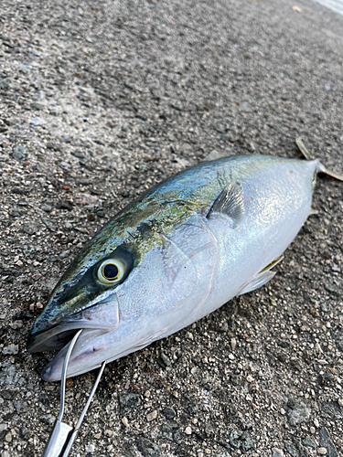 ハマチの釣果