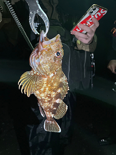 カサゴの釣果