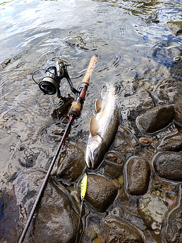 ミヤベイワナの釣果