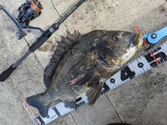 クロダイの釣果