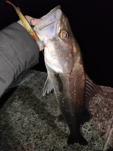 フッコ（マルスズキ）の釣果