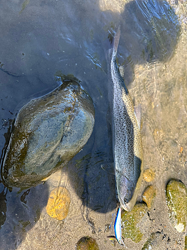 イトウの釣果