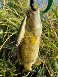 スモールマウスバスの釣果