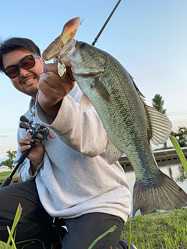 ブラックバスの釣果