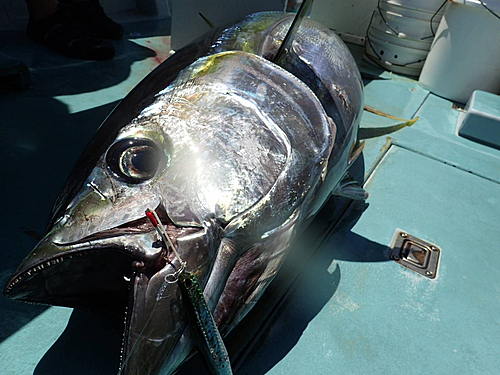 キハダマグロの釣果