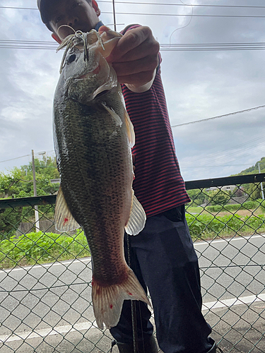 ブラックバスの釣果