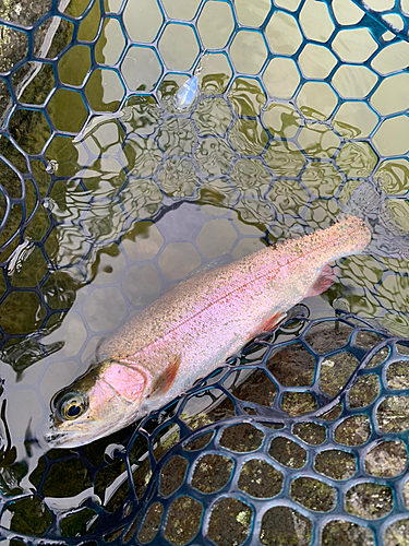 ニジマスの釣果