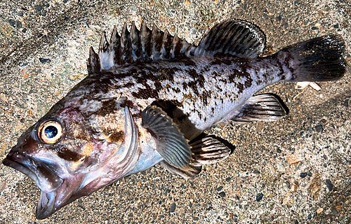 クロソイの釣果