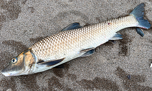 ニゴイの釣果