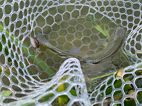 ニジマスの釣果