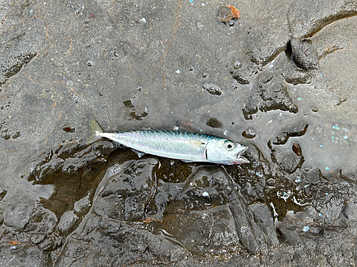 サバの釣果