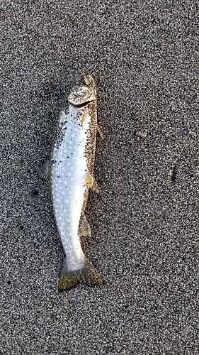 アメマスの釣果