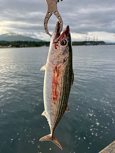 ハガツオの釣果