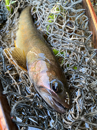 イワナの釣果