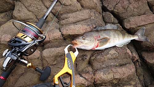 ホッケの釣果