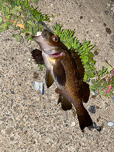 ガヤの釣果