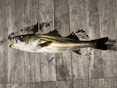 シーバスの釣果