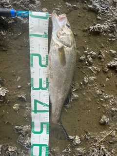 セイゴ(タイリクスズキ)の釣果