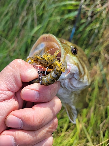 釣果