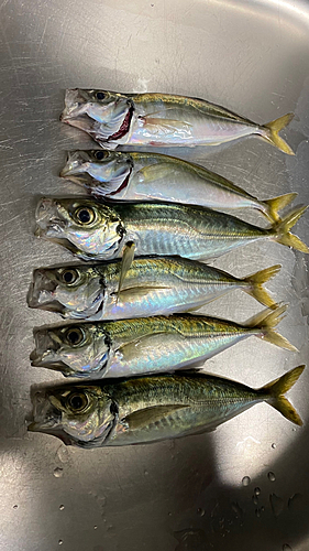 マアジの釣果