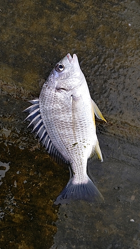 キビレの釣果