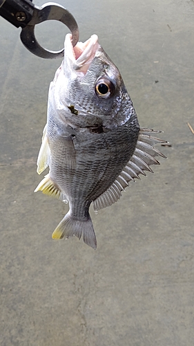 キビレの釣果