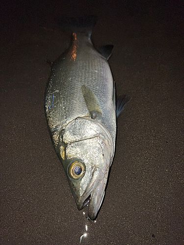 ヒラスズキの釣果