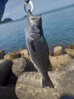 ヒラスズキの釣果