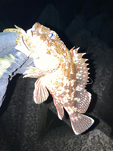 カサゴの釣果