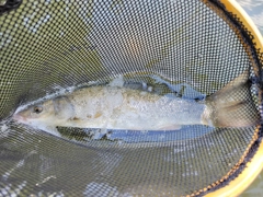 ウグイの釣果