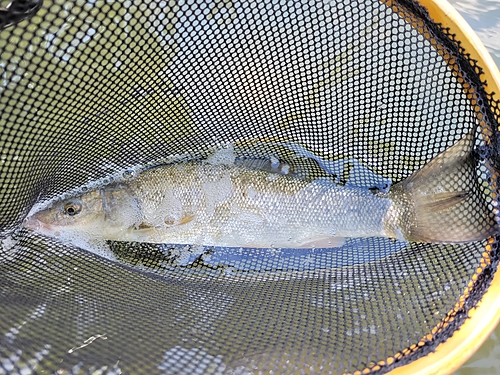 ウグイの釣果