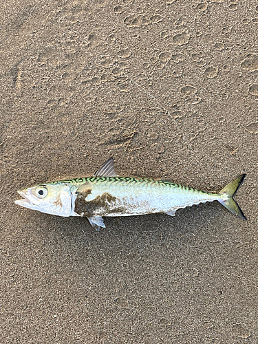 サバの釣果