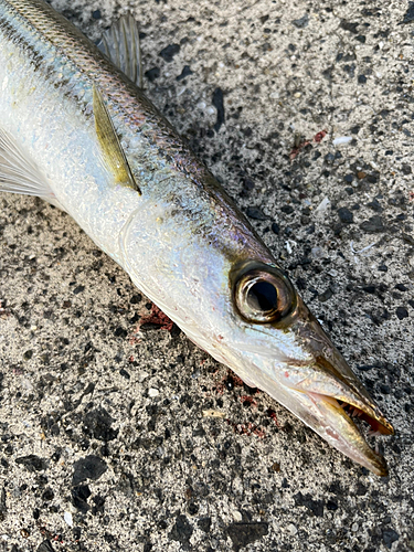 カマスの釣果