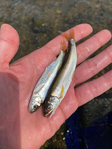 アユの釣果