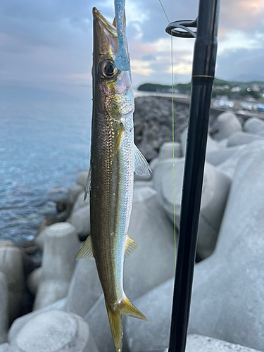 カマスの釣果