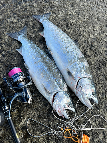 サクラマスの釣果