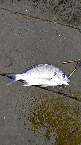 キビレの釣果