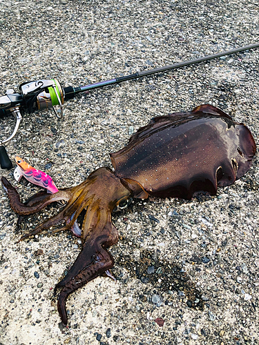 アオリイカの釣果