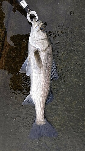 シーバスの釣果