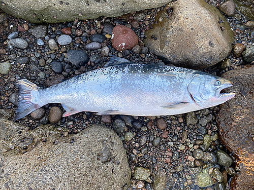 サクラマスの釣果