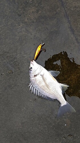 キビレの釣果