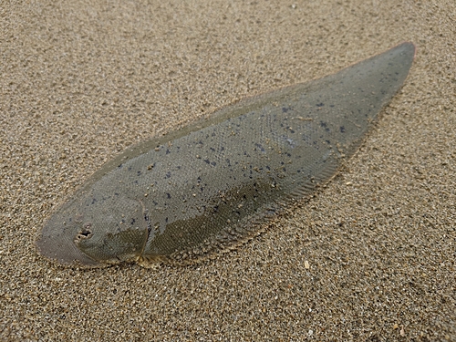 シタビラメの釣果